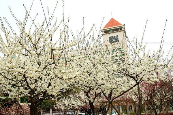 江油中学在四川排名 江油中学在四川排名